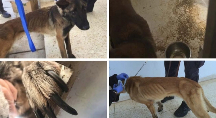 بالصور .. تقرير أمريكي يكشف نفوق عشرات الكلاب البوليسية في الأردن
