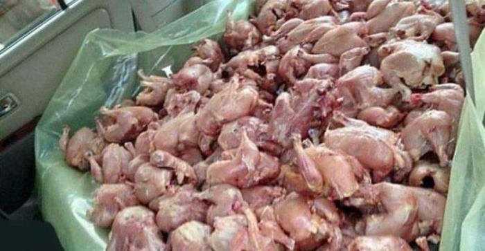 الزرقاء...توقيف مستثمر عراقي اثر ضبط 26 طناً من الدجاج الفاسد