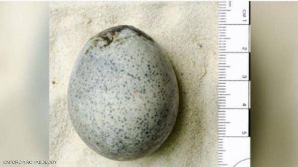 عثروا على بيض عمره 1700 عام...ثم كسروه بالخطأ