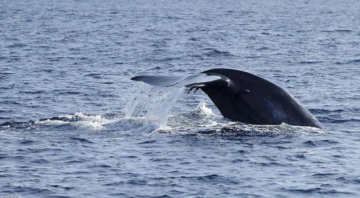 مصر تكشف حقيقة صوت ’الحوت الأزرق‘ المرعب