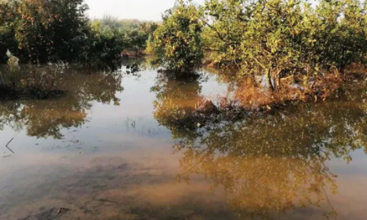 الغور الشمالي: فيضان نهر الأردن يتسبب بتضرر عشرات المزارع