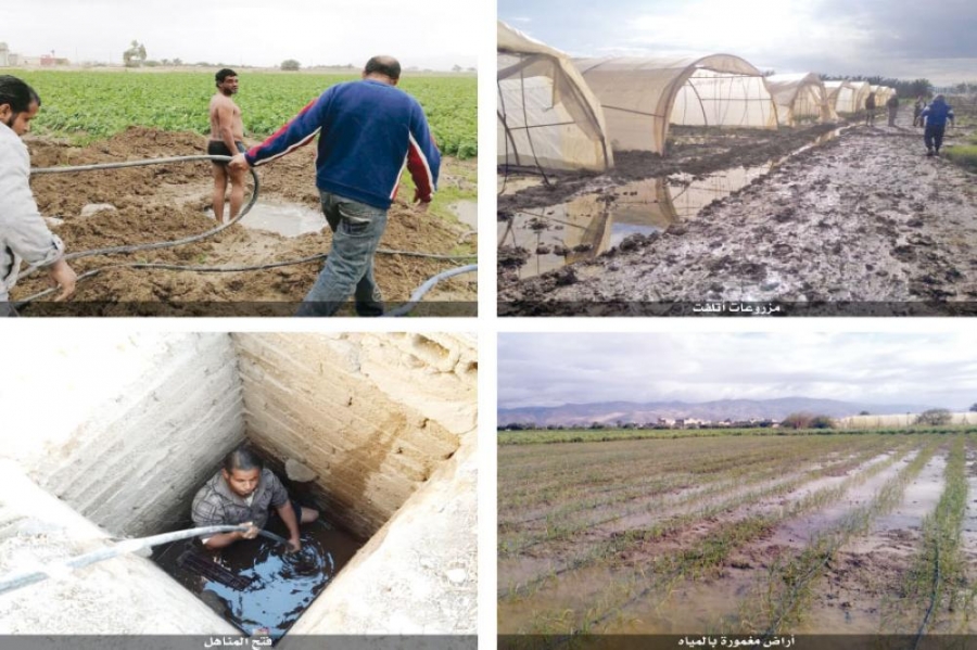 مياه جوفية مالحة تغمر أراضي في الغور الأوسط والسلطة توضح