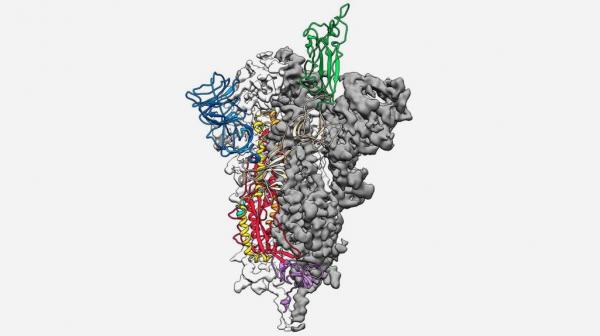 علماء يكشفون خريطة جزيئية ثلاثية الأبعاد لفيروس كورونا