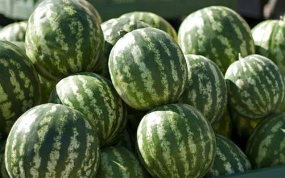 المهندسين الزراعيين: زراعات البطيخ المحلية سليمة ولا تواجد للهرمونات في ثماره