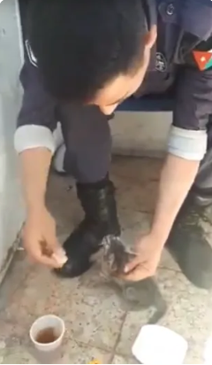 بالفيديو...موقف إنساني لرجل أمن مع قطة يشعل مواقع التواصل الاجتماعي في الأردن