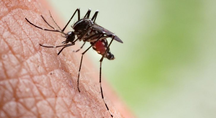 هل تشكل لدغات البعوض خطرا على صحة الإنسان؟