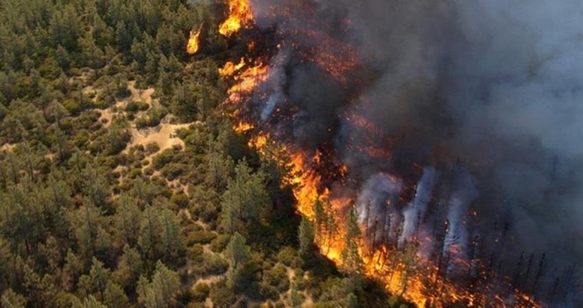 عجلون .. وزيرا البيئة والزراعة يتفقدان مواقع الحرائق