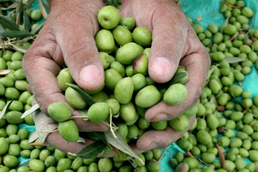 مزارعون يرفضون تمديد تصدير الزيتون لإسرائيل