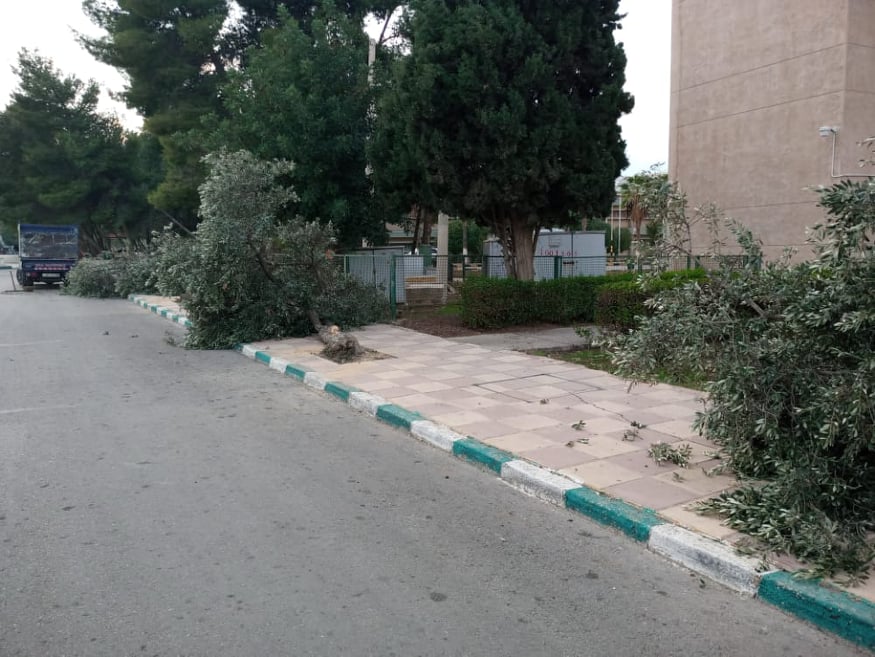 بالفيديو... جامعة اليرموك تقطع اشجار زيتون معمرة لإقامة طاقة شمسية