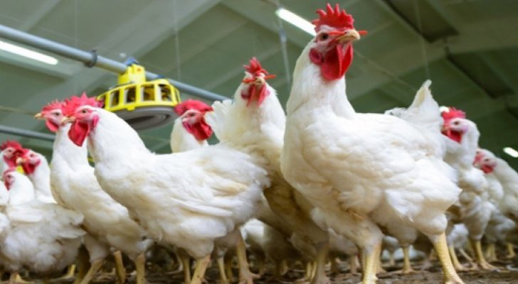 تعديل السقوف السعرية لدجاج النتافات الى 165 قرشا للكيلو لارتفاع كلف الإنتاج