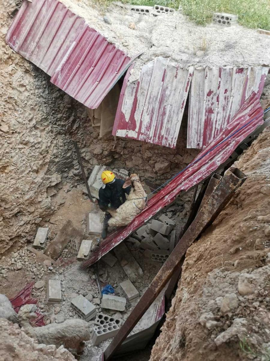 بالصور .. الدفاع المدني ينقذ (25) رأس من الأغنام سقطت داخل حفرة فارغة في محافظة البلقاء