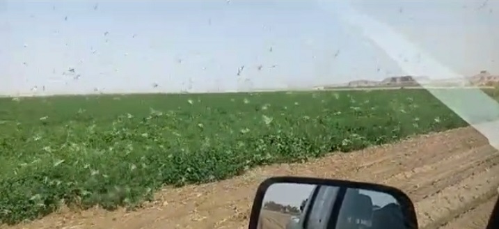 شاهد بالفيديو ... اسراب الجراد تغزو مزارع معان اليوم الجمعة