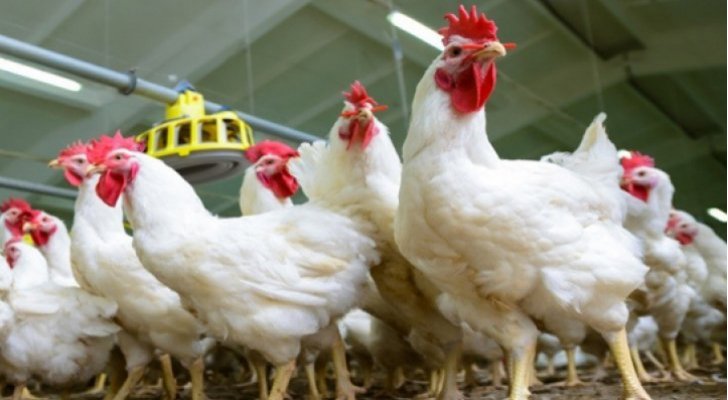 حماية المستهلك تطالب باستيراد الدجاج في رمضان