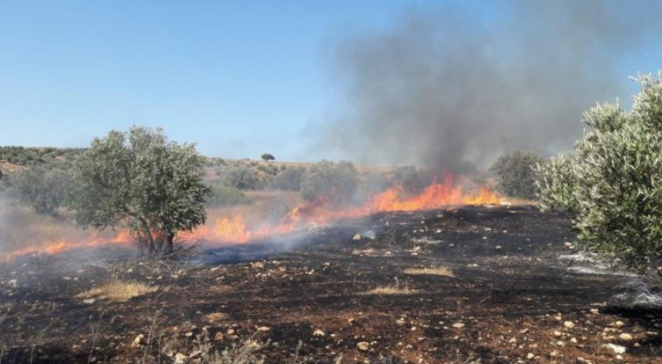 مستوطنون يحرقون 50 شجرة زيتون معمرة جنوب بيت لحم