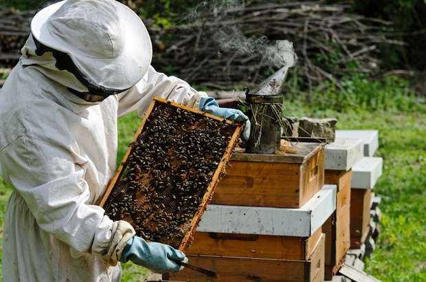 نفوق ما نسبته 30 من النحل في اربد وخسائر كبيرة للمزارعين