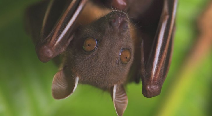 اكتشاف 24 نوعا جديدا من كورونا في الصين لدى الخفافيش