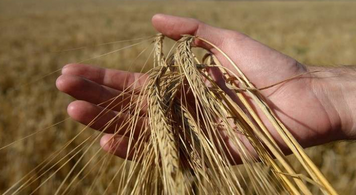 الحكومة تطرح مناقصة لشراء 120 ألف طن من القمح