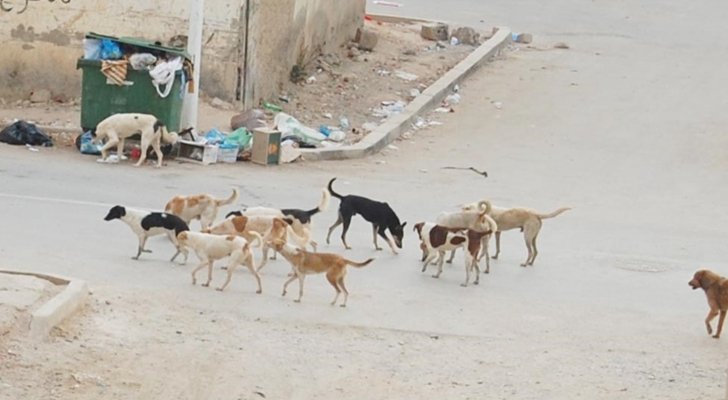الكلاب الضالة تهدد سكان منطقة البنيات في عمان
