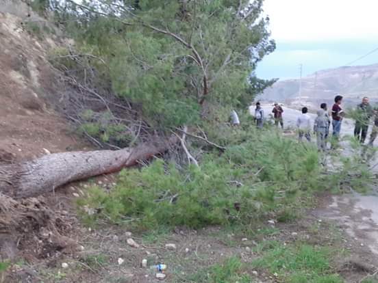 بلدية اربد تتعامل مع سقوط اشجار تسببت بها قوة الرياح