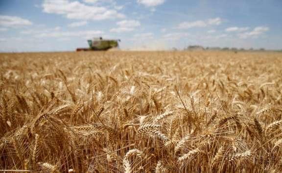 الصناعة والتجارة: مخزون الأردن من القمح يكفي 13 شهرا