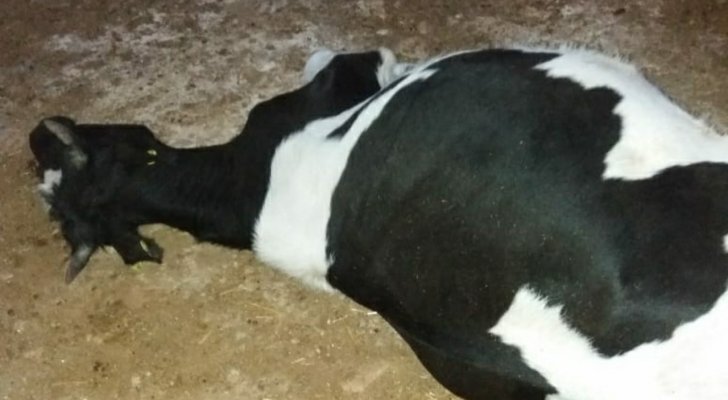 نفوق 60 راسا من الأبقار في المفرق بسبب إصابتها بالتسمم