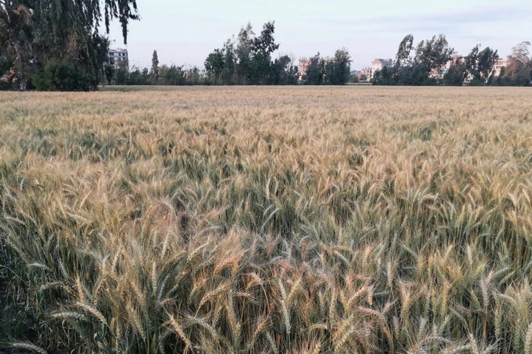 لتعويض نقص المخزون.. الحكومة المصرية تفرض غرامات على المزارعين بسبب توريد القمح