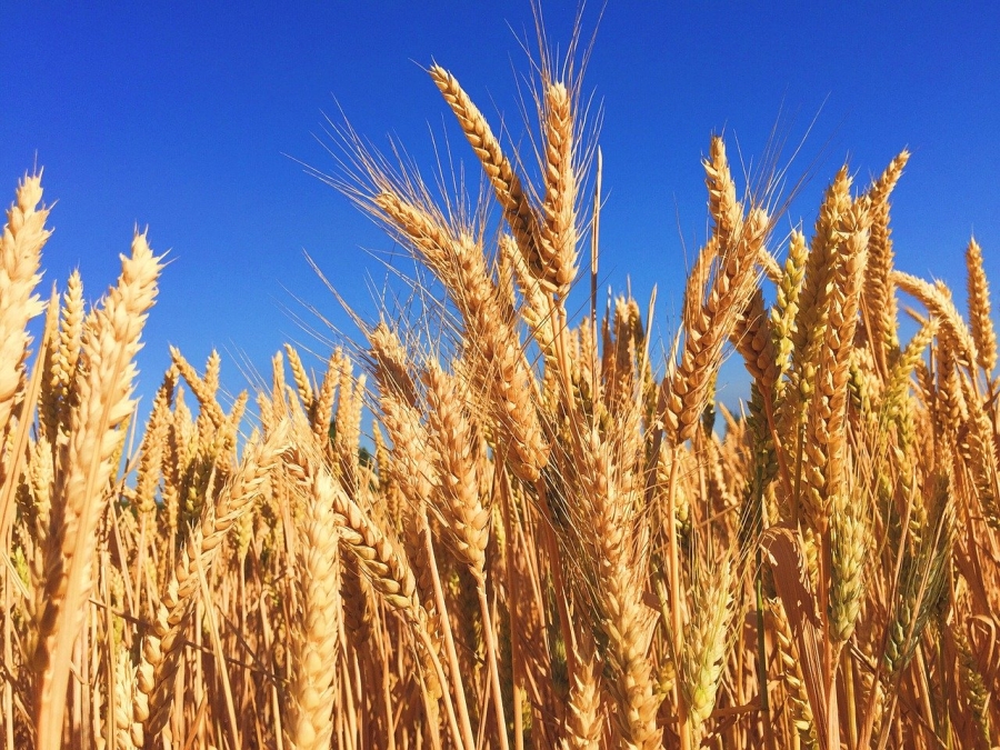 “الزراعة”: سنعمل على التحقق من شهادات المنشأ للقمح والشعير