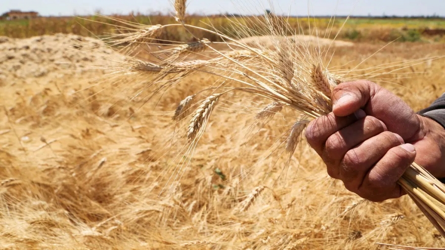 وزير الزراعة: مخزون القمح في الأردن الأعلى عربيا ويكفي 13 شهرا