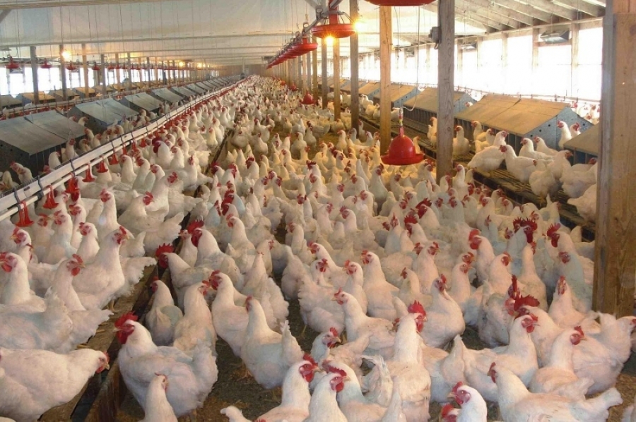 جمجوم: إقبال ضعيف على الدجاج وتوقعات بتحسن الطلب