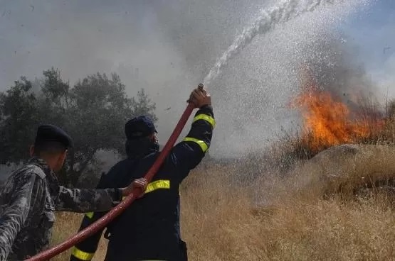 حريق 10 دونمات زيتون في لواء ناعور