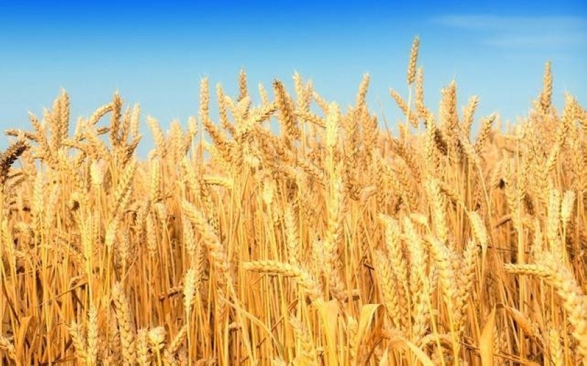 الحكومة تكشف مخزون القمح في الأردن