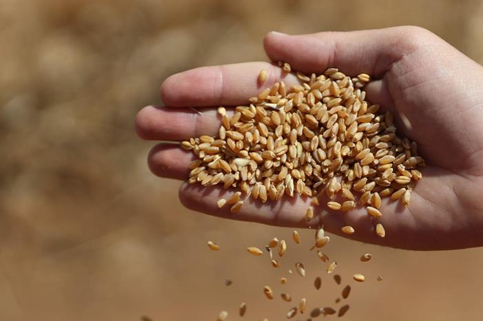 الأردن يشتري القمح بسعر 406 دولار للطن في أحدث صفقة