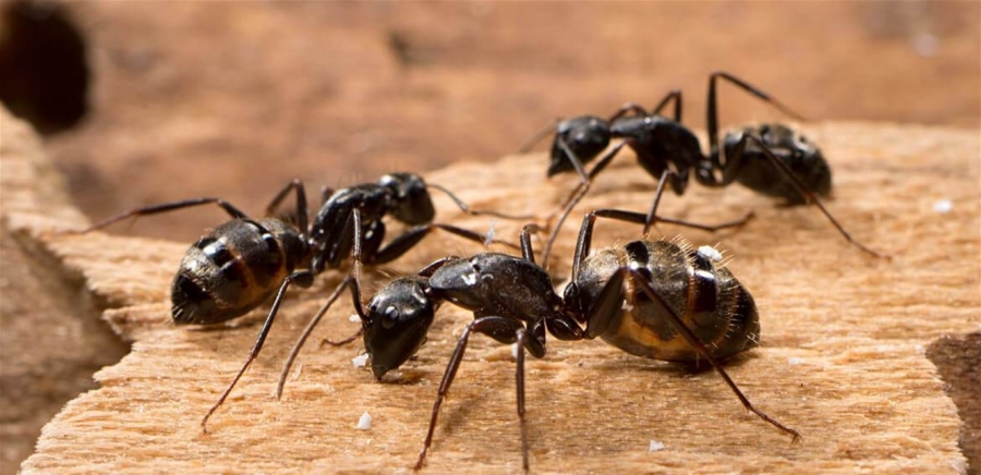 بالفيديو .. معركة غير متكافئة بين مجموعة نمل ودبورين