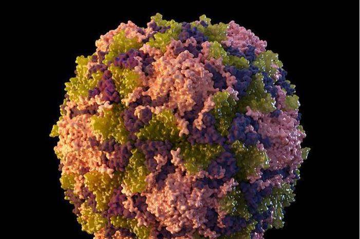 العثور على فيروس شلل الأطفال بمياه في نيويورك