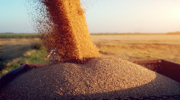 انخفاض أسعار الحبوب والزيوت النباتية والغذاء عالميا