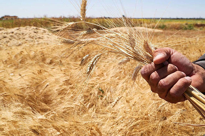 2.3 مليون طن مخزون الأردن من القمح والشعير