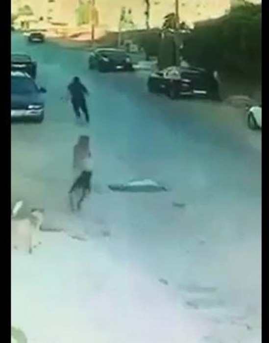 بالصور...كلاب تهاجم طالب مدرسة في إربد