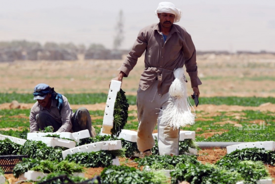 البنك الدولي: برنامج دعم الزراعة الأردني يتطلب استثمارات بـ595 مليون دولار