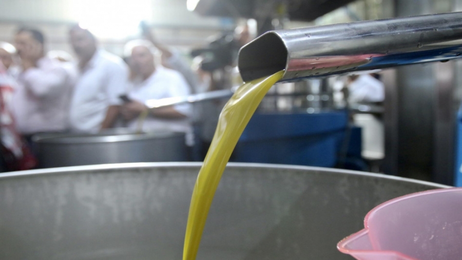 معاصر الزيتون تبدأ اليوم باستقبال الثمار لغايات العصر واستخلاص الزيت