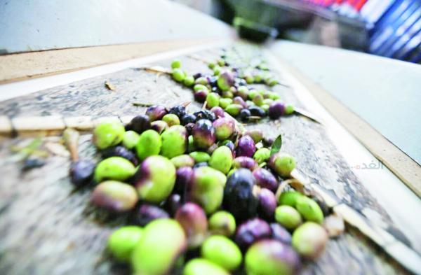 زيت الشمال يبدأ موسمه بأسعار مرضية للمزارعين