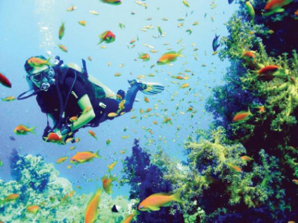 صدور نظام محمية العقبة البحرية