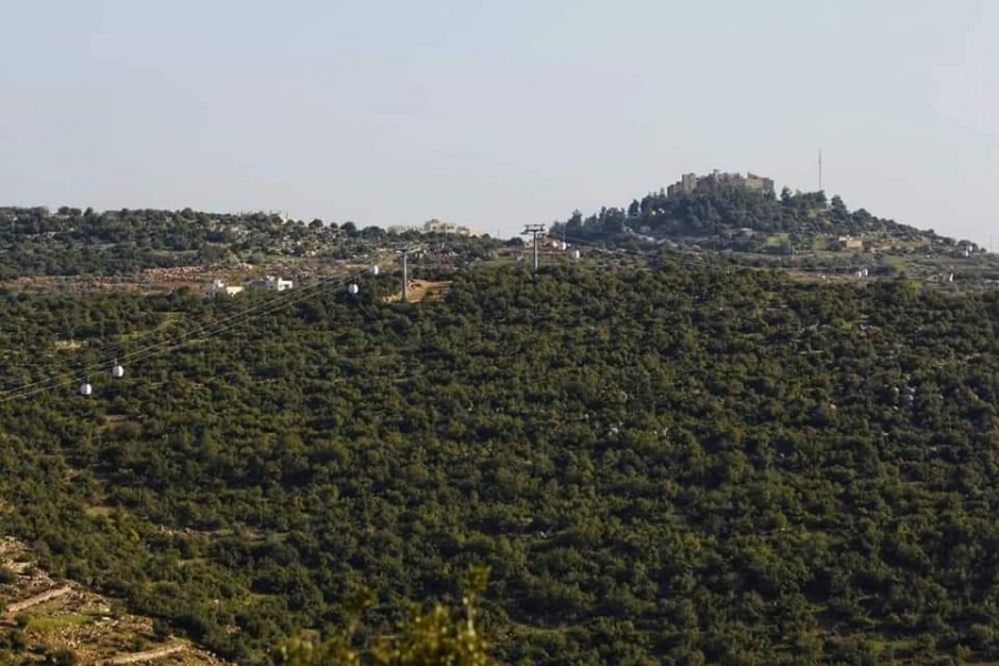 الزراعة: خطة لحماية الأشجار خلال الشتاء