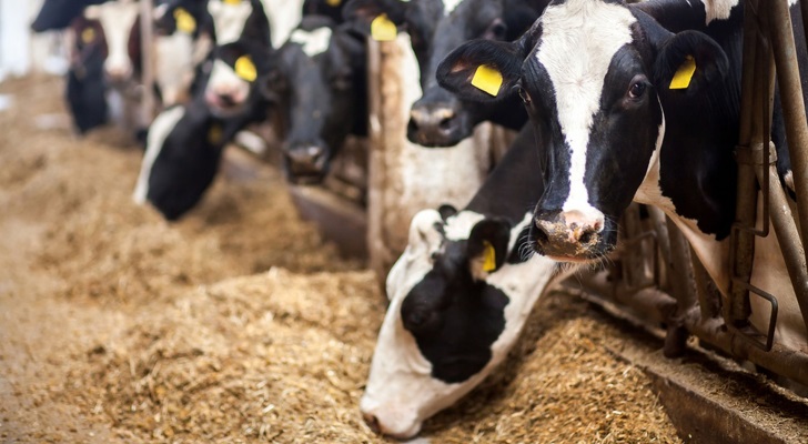 الزراعة توقع اتفاقيات لتحسين تغذية الحيوانات في الأردن