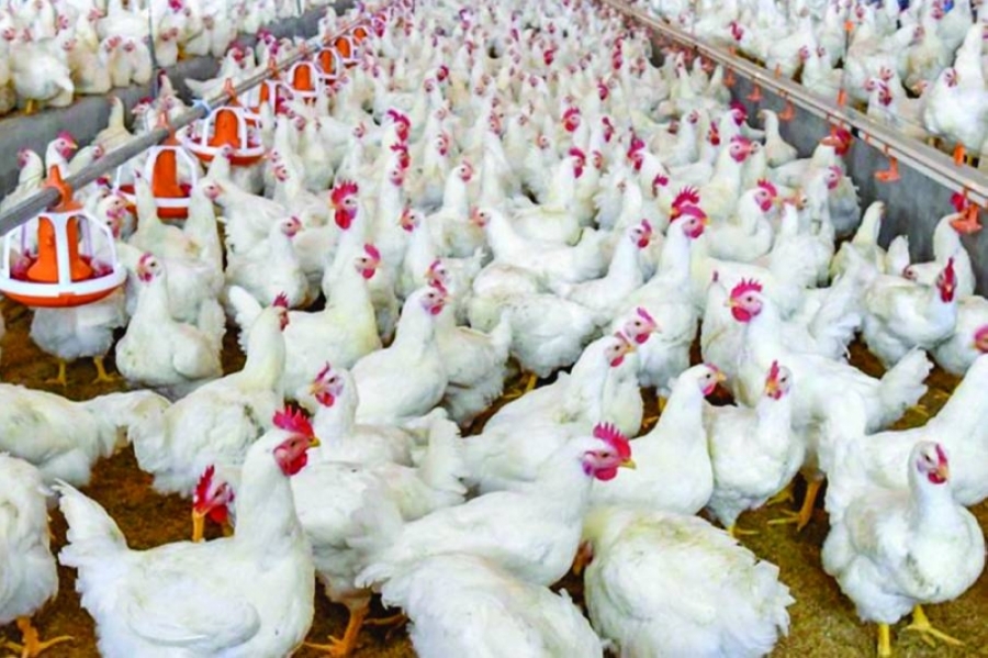 30 بالمئة تراجع الطلب على الدجاج