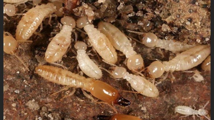 مديرية زراعة جرش تشكل لجنة لمكافحة النمل الأبيض الذي يهدد الأشجار والأثاث المنزلي