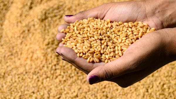 توقع ارتفاع أسعار القمح بعد قرار روسي مفاجئ