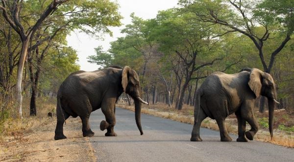 الجفاف يودي بأكثر من مئتي فيل خلال 9 أشهر في كينيا