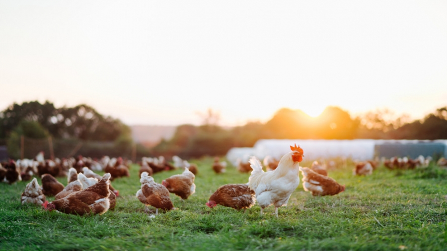 وزارة الزراعة: الأردن حقق اكتفاء ذاتيا بتوفير الدجاج الطازج العام الماضي