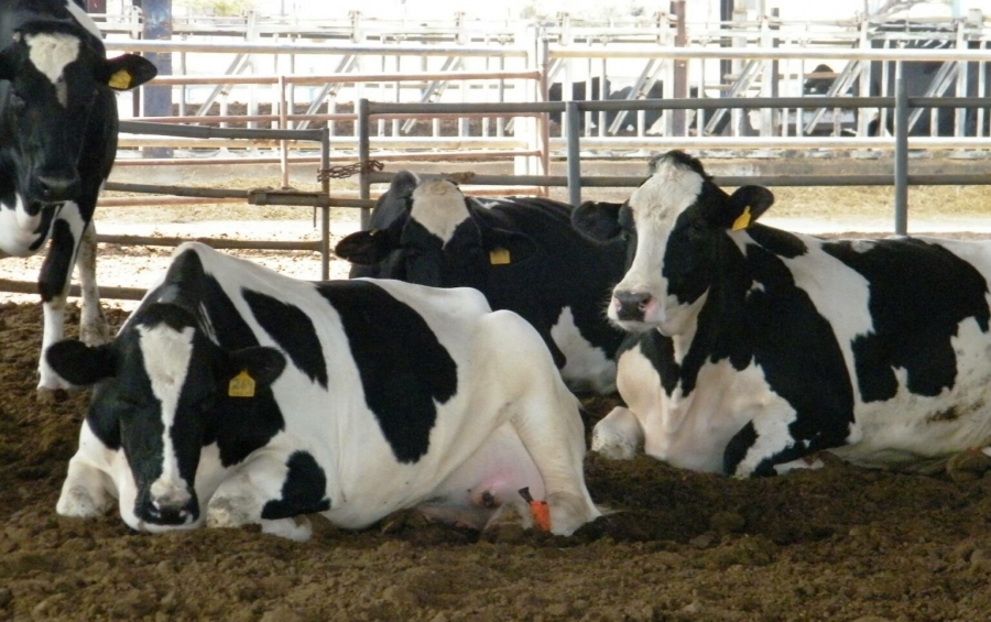 غباين: نفوق الأبقار مستمراً ولا إرباك في سوق اللحوم والألبان خلال رمضان