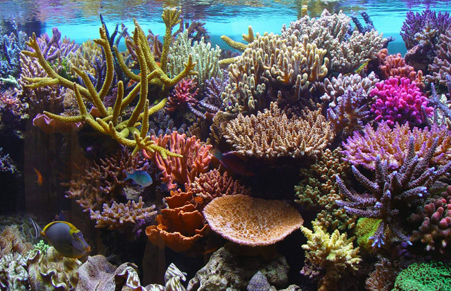 الخبراء يحذرون من تآكل الشعب المرجانية في خليج العقبة